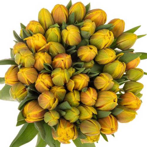 Tulpe rot/gelb doppel Vuelta 36 Gramm