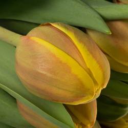 Tulpe rot/gelb doppel Vuelta 36 Gramm