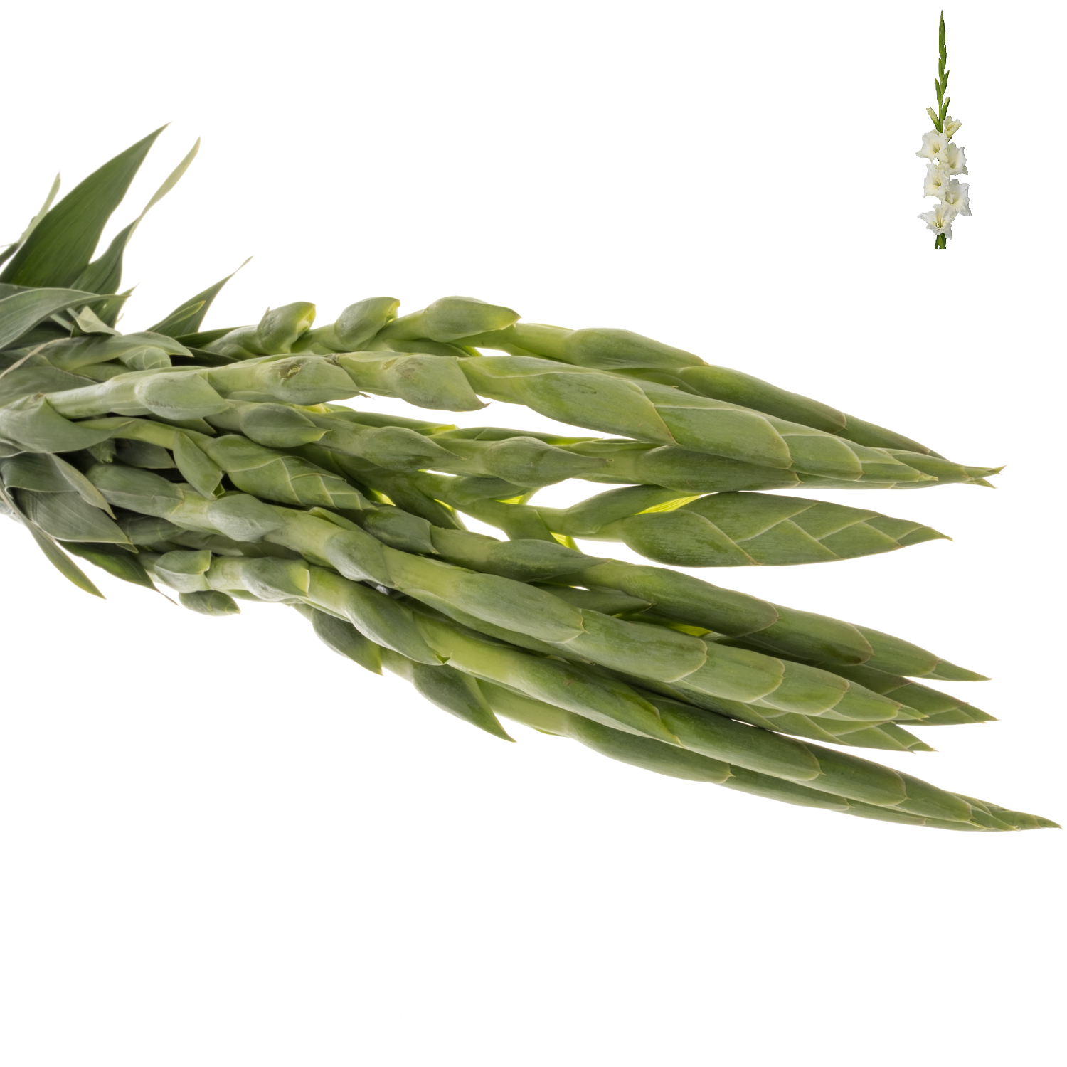 Gladiole weiss Serena 100cm