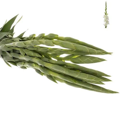 Gladiole weiss Serena 100cm