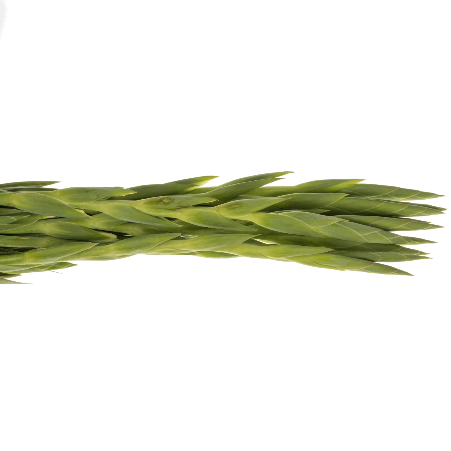 Gladiole weiss Serena 100cm