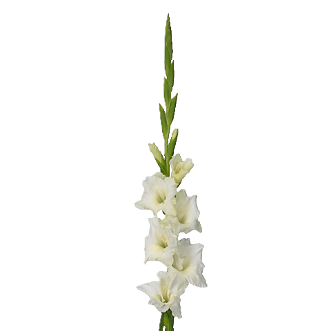Gladiole weiss Serena 100cm