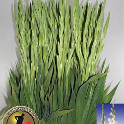 Gladiole weiss Serena 100cm