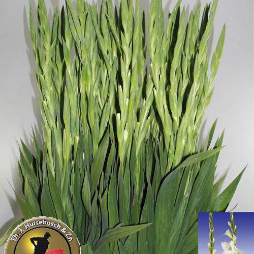 Gladiole weiss Serena 100cm