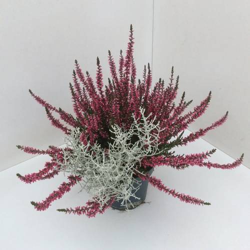 Calluna GG Caloceph. combi T13 H27
