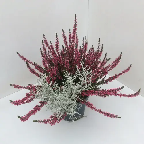 Calluna GG Caloceph. combi T13 H27