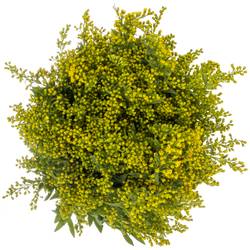 Solidago gelb Carzan Glory 50Gramm 80cm