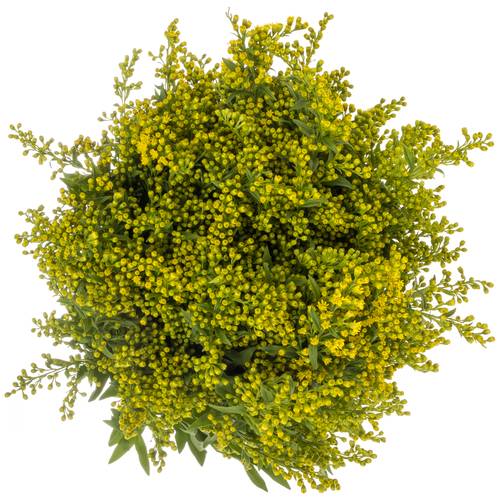 Solidago gelb Carzan Glory 50Gramm 80cm