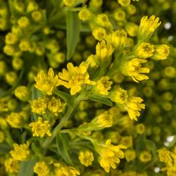 Solidago gelb Carzan Glory 50Gramm 80cm