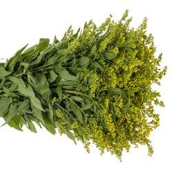 Solidago gelb Carzan Glory 50Gramm 80cm