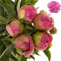 Pfingstrose pink gefüllt Margratet 55cm