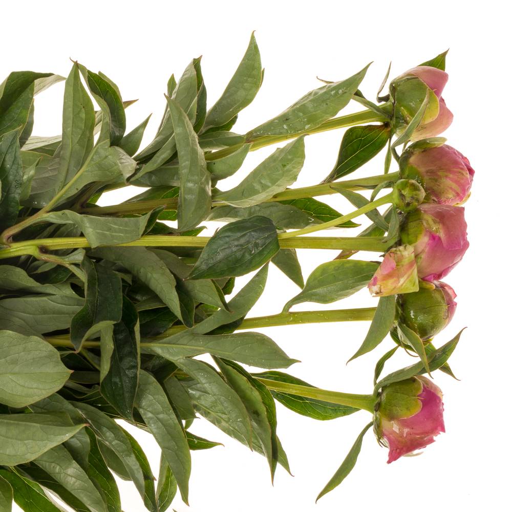 Pfingstrose pink gefüllt Margratet 55cm