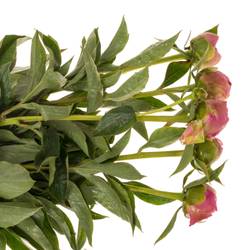 Pfingstrose pink gefüllt Margratet 55cm