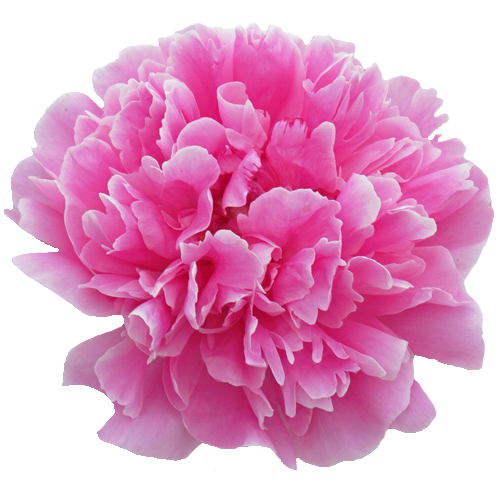 Pfingstrose pink gefüllt Margratet 55cm