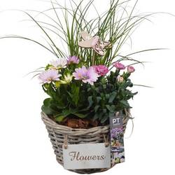 Garten.Arr PTPP6958 T20 H050