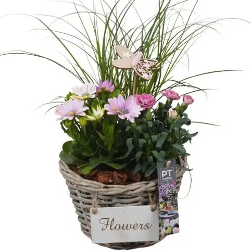 Garten.Arr PTPP6958 T20 H050
