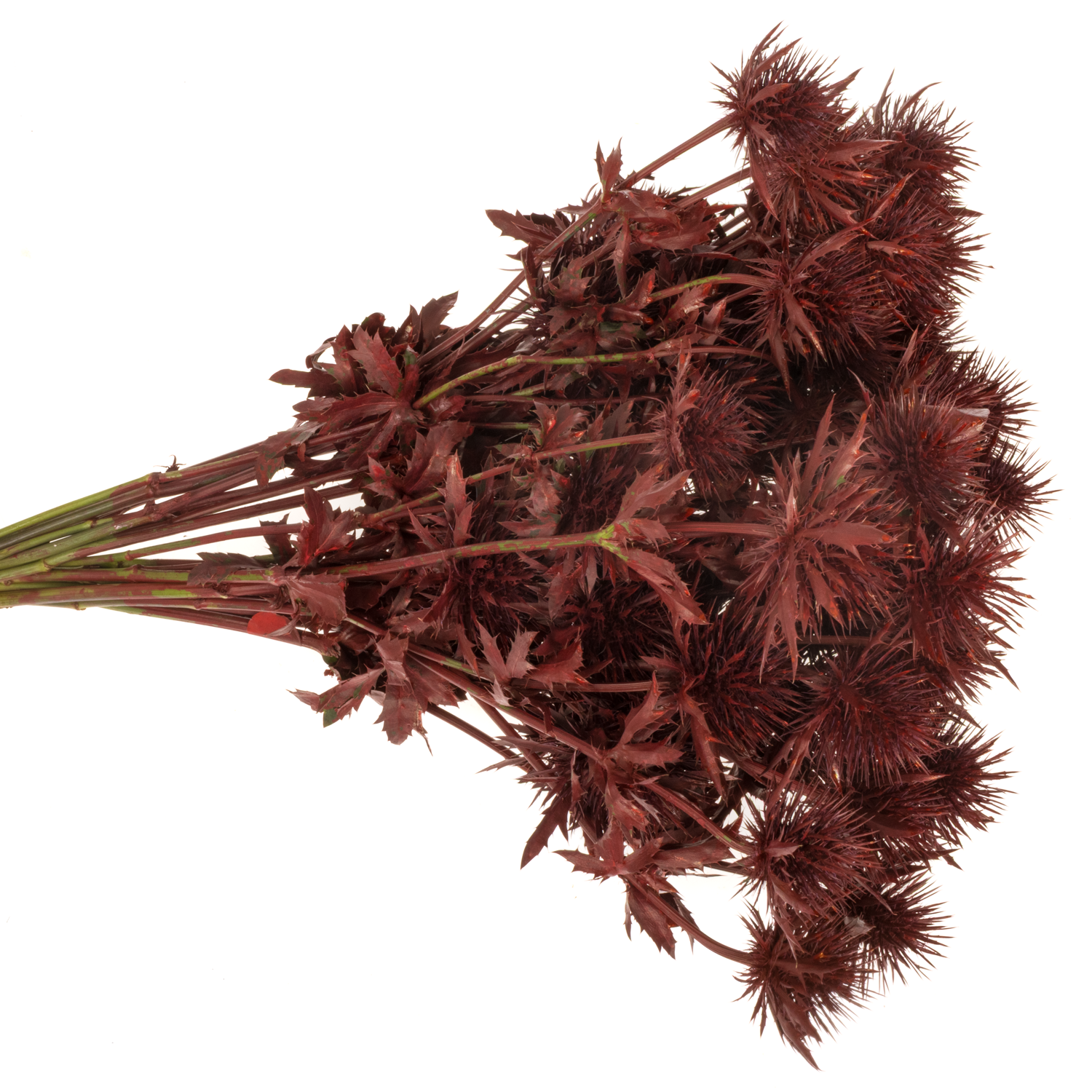 Distel weinrot Magnetar Questar gefärbt 40cm