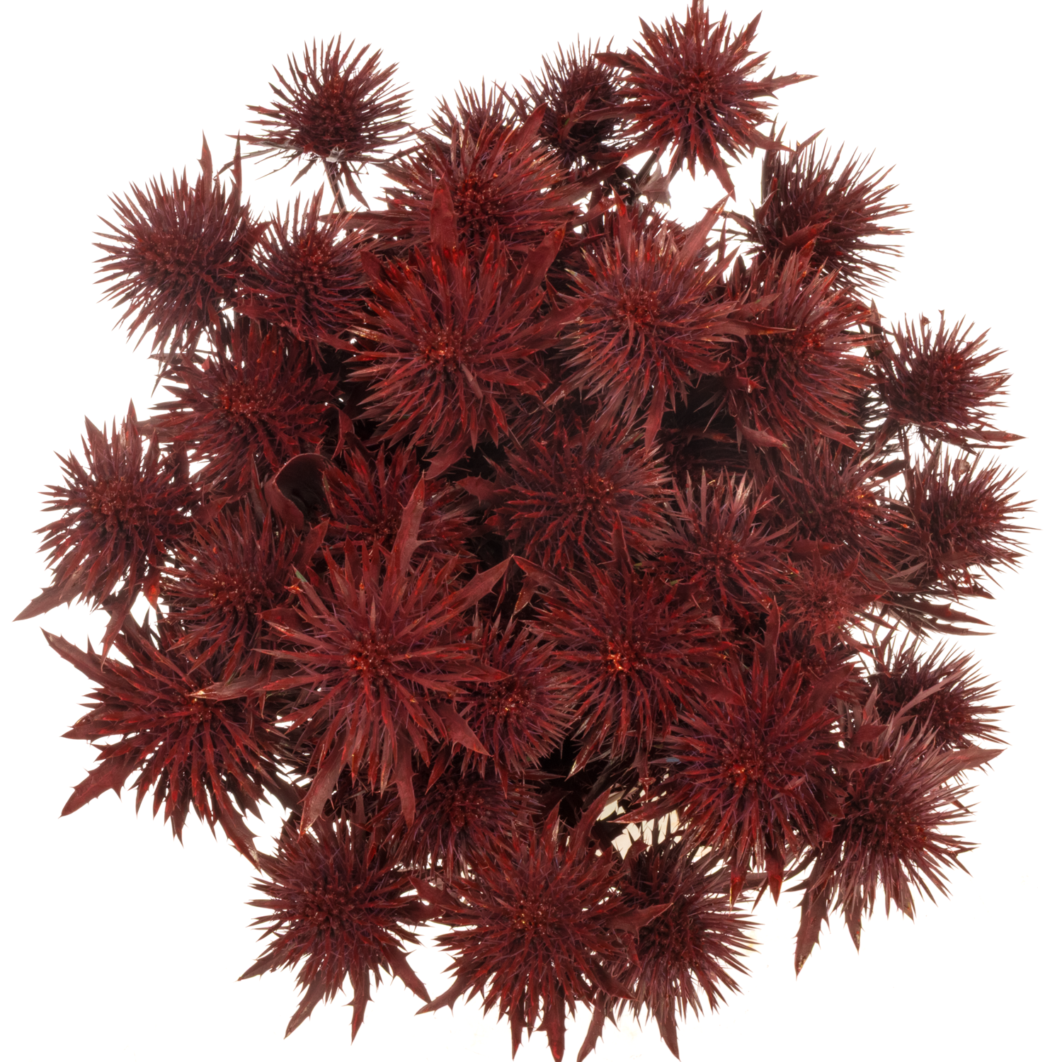 Distel weinrot Magnetar Questar gefärbt 40cm