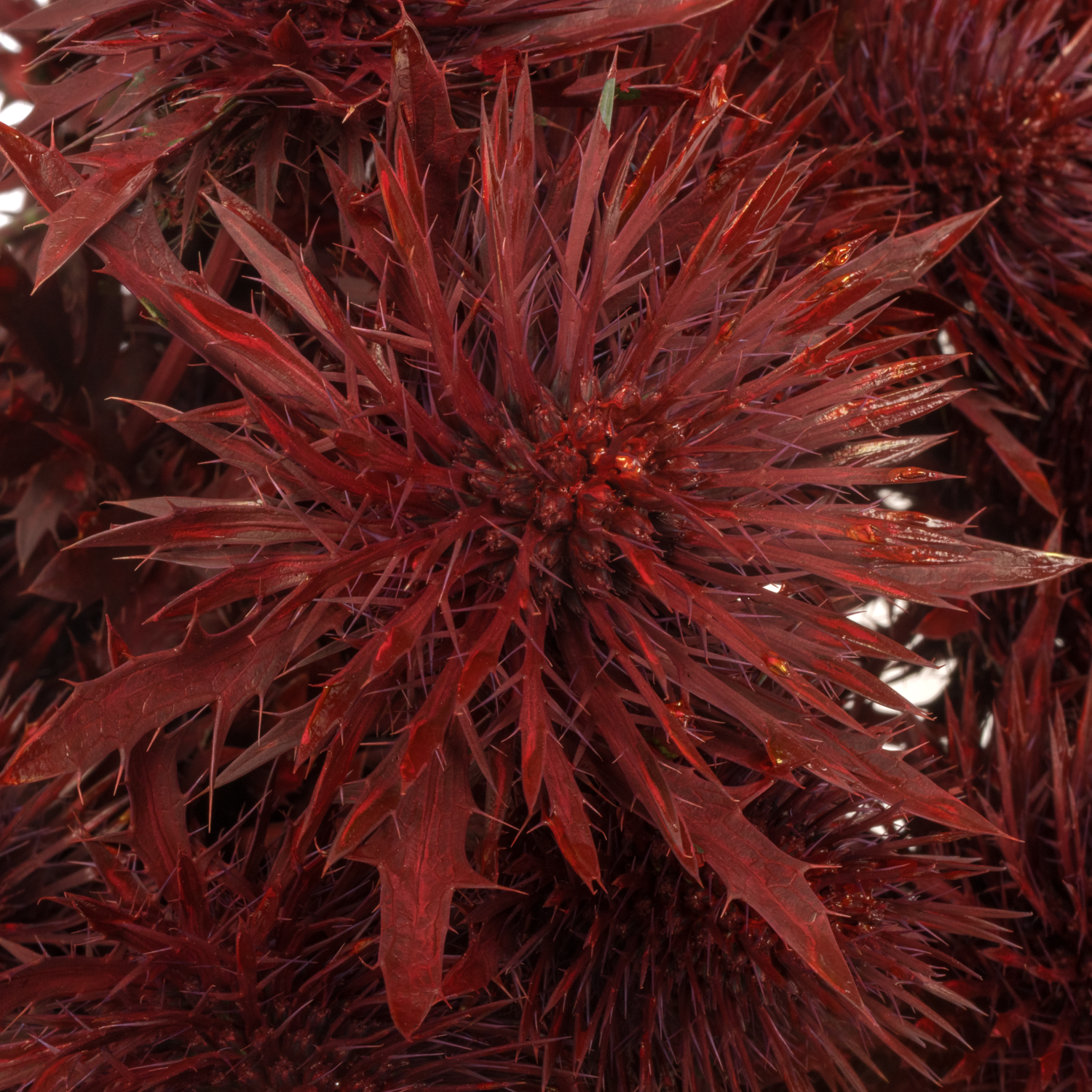 Distel weinrot Magnetar Questar gefärbt 40cm