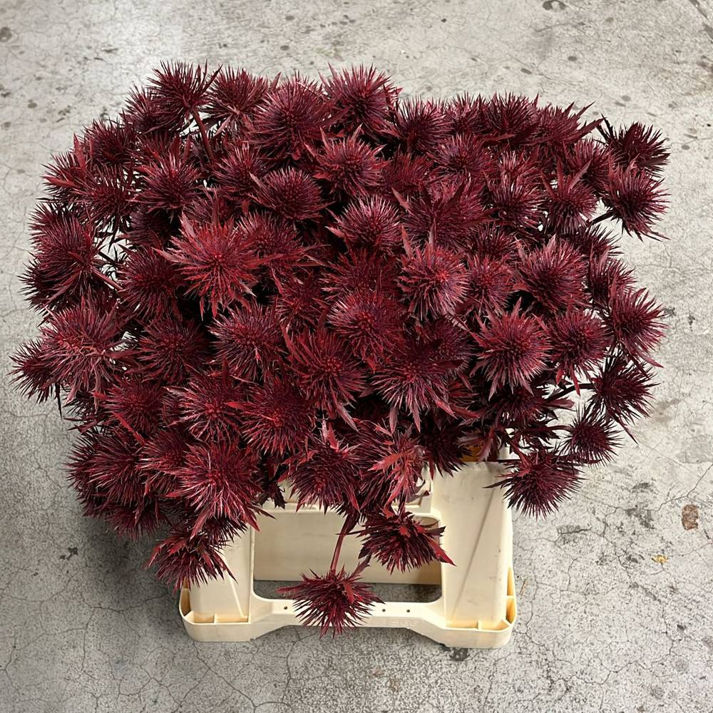 Distel weinrot Magnetar Questar gefärbt 40cm
