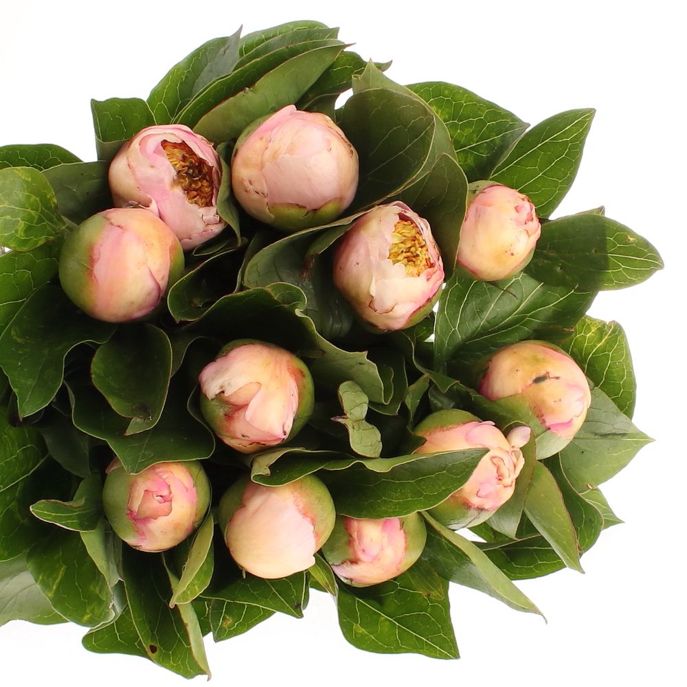 Pfingstrose rosa Requiem 50cm