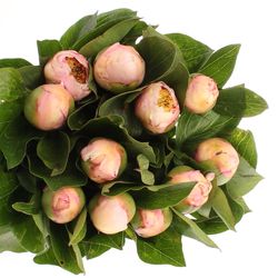 Pfingstrose rosa Requiem 50cm