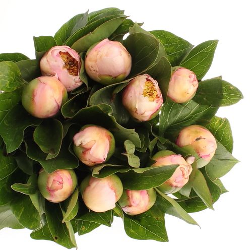 Pfingstrose rosa Requiem 50cm