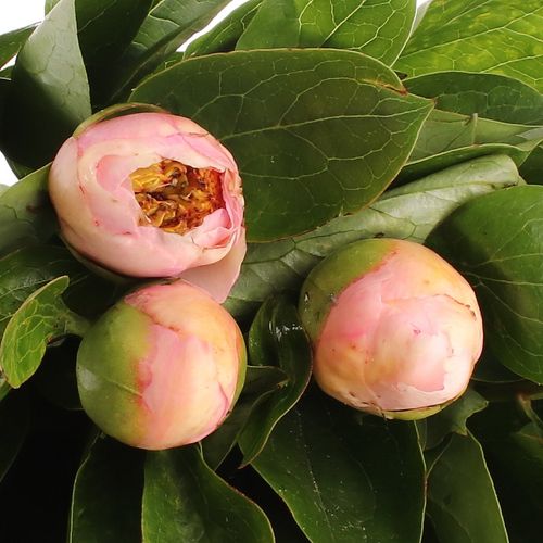 Pfingstrose rosa Requiem 50cm