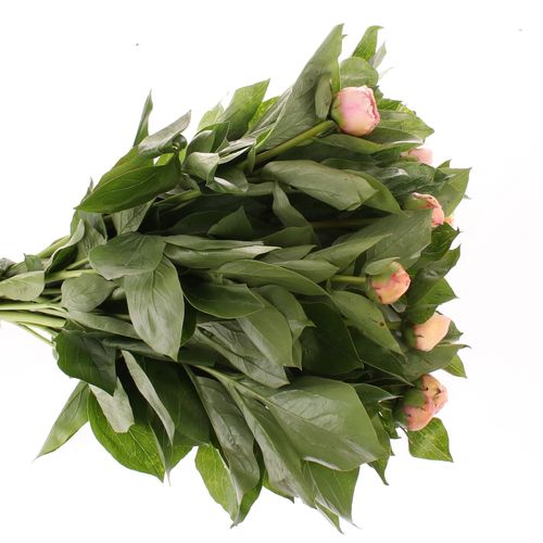 Pfingstrose rosa Requiem 50cm