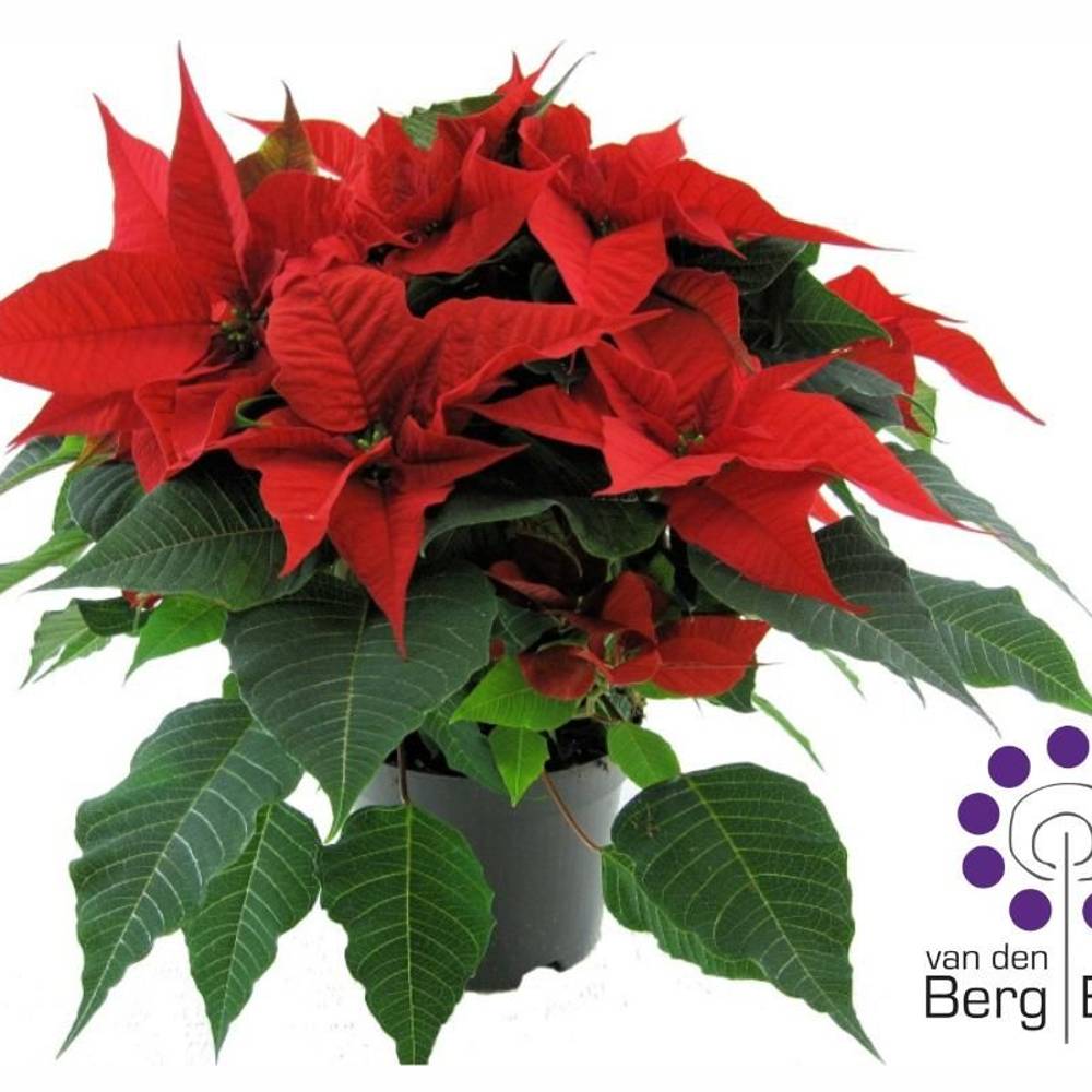 Poinsettia rot 6+ T17 H045