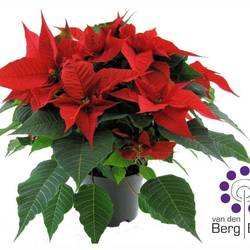 Poinsettia rot 6+ T17 H045