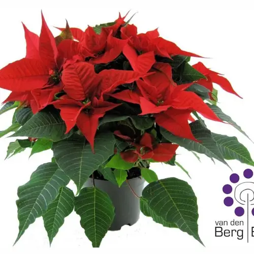 Poinsettia rot 6+ T17 H045