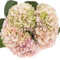 Hortensie hell rosa/hell grün Verena cl Bol 17cm 60cm