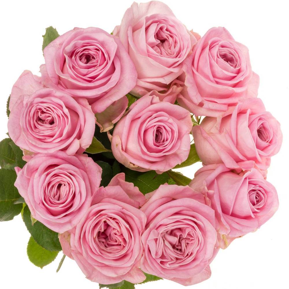 Rose rosa Zaina 60cm