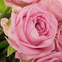 Rose rosa Zaina 60cm