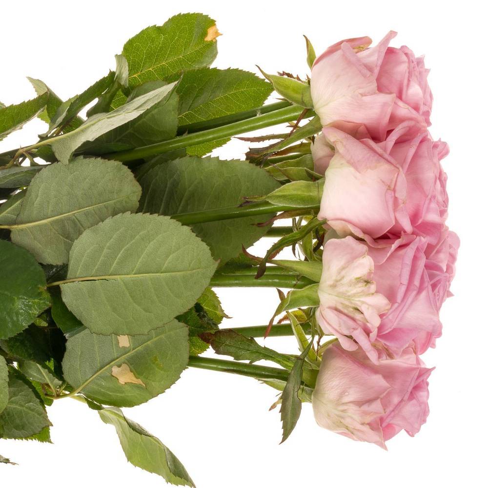 Rose rosa Zaina 60cm