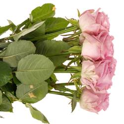 Rose rosa Zaina 60cm