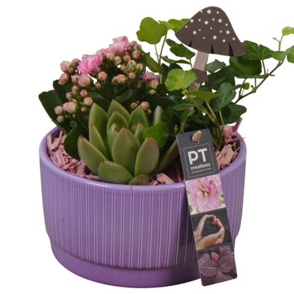 Kal.Arr PTHI5572 Herbst T16 H018