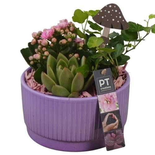 Kal.Arr PTHI5572 Herbst T16 H018