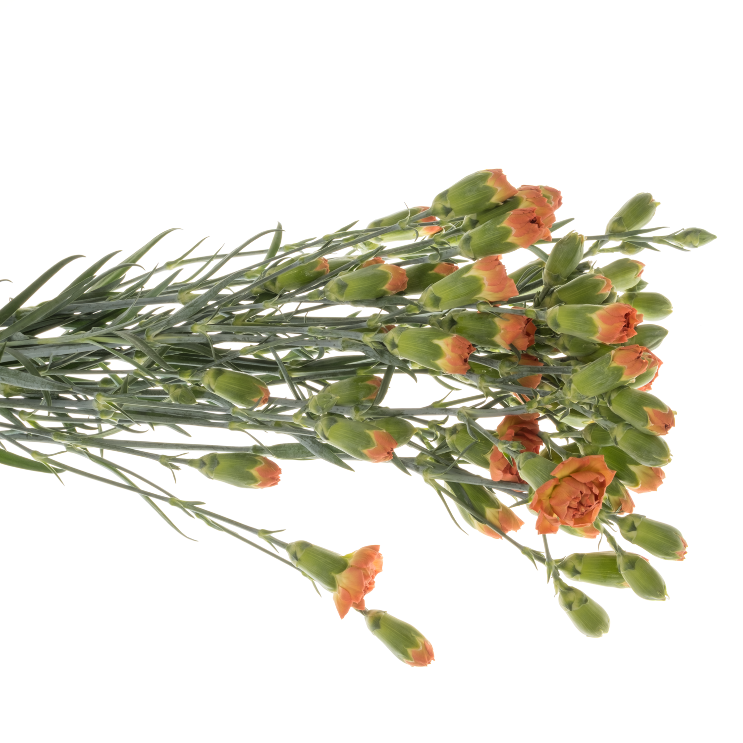 Spraynelke dunkel orange Miss Fox 60cm