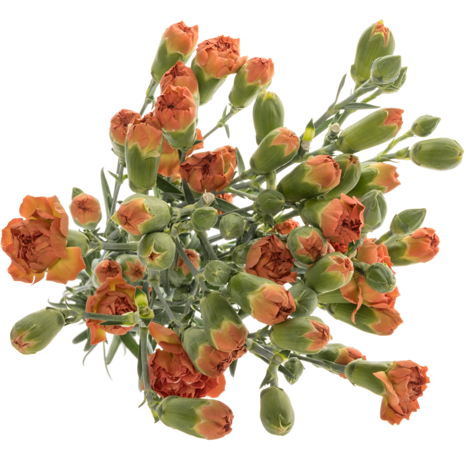 Spraynelke dunkel orange Miss Fox 60cm