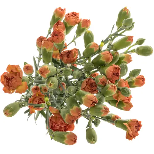 Spraynelke dunkel orange Miss Fox 60cm