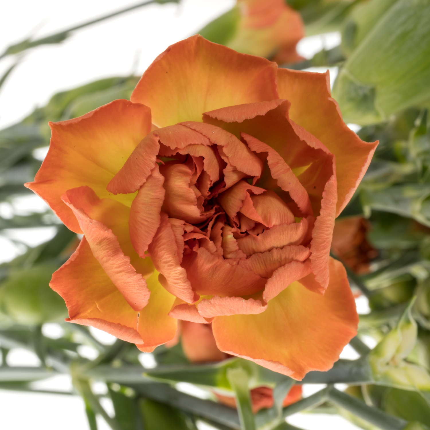Spraynelke dunkel orange Miss Fox 60cm