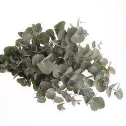 Populus grau Cinerea 1000 Gramm 75cm