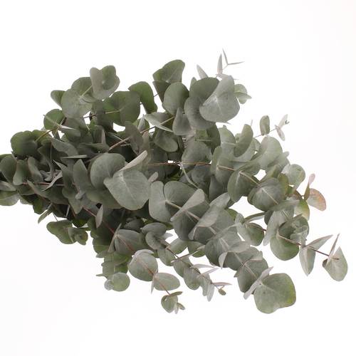 Populus grau Cinerea 1000 Gramm 75cm