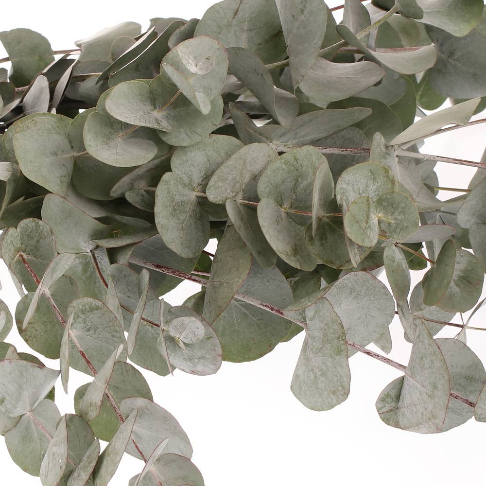 Populus grau Cinerea 1000 Gramm 75cm