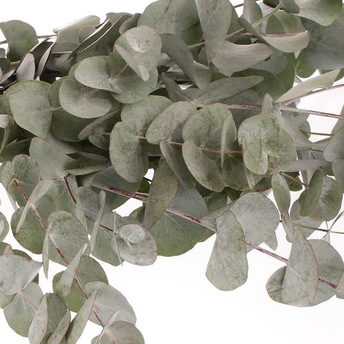 Populus grau Cinerea 1000 Gramm 75cm