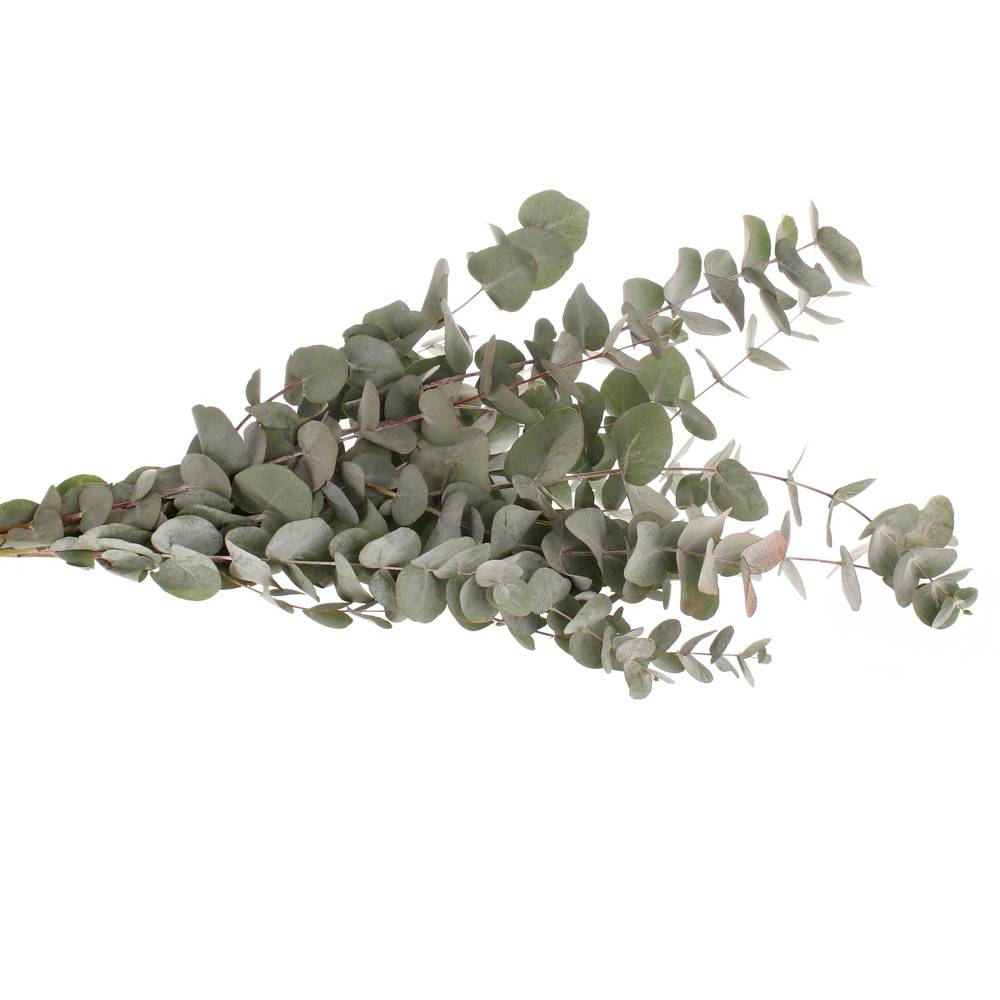 Populus grau Cinerea 1000 Gramm 75cm