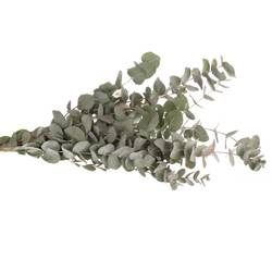 Populus grau Cinerea 1000 Gramm 75cm