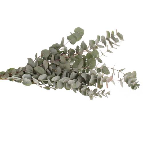 Populus grau Cinerea 1000 Gramm 75cm